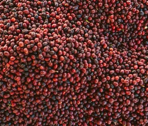 Fresh coffee (1 TON MOQ)